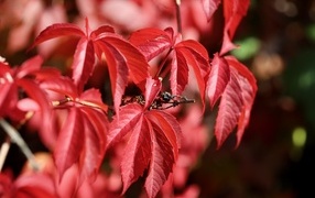 Red leaves of decorative grapes close-up