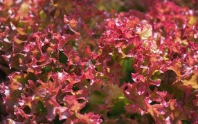 Красные листья салата латук
