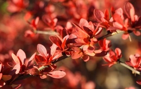 Мелкие красные листья на ветке крупным планом