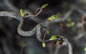 Spiral tree branch with green sprouts