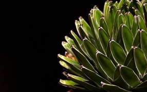Succulent green cactus on a black background