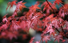 Wet red maple leaves