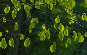 Молодые зеленые листья на ветках крупным планом