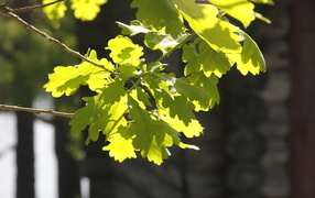 Молодые зеленые листья дуба в лучах солнца