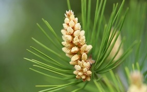 Young pine cone on a green pine branch