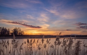 Reeds on the shore of the lake at dawn