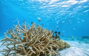 Кораллы под водой в море