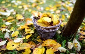 Basket with fallen leaves near the tree