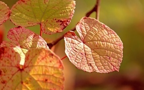Красивые яркие осенние листья осенью