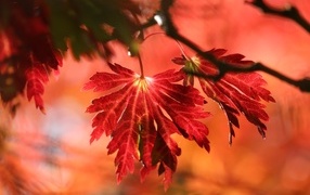 Красивые красные осенние листья на дереве в лучах солнца