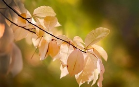 Ветка с желтыми листьями осенью