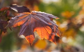Яркий осенний лист на ветке дерева