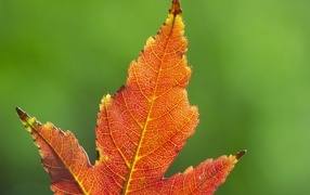 Ярко оранжевый опавший лист на зеленом фоне