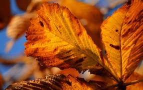 Dry chestnut leaf close up