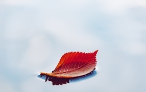 Orange autumn leaf in water on a gray background