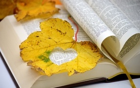 Orange autumn leaf with a book