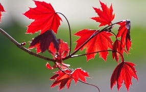 Red leaves on a tree branch in autumn