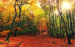 Яркое солнце пробивается сквозь деревья осеннего леса