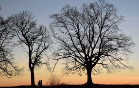 Trees without leaves at dusk in autumn
