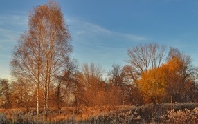 Trees without leaves in autumn under blue sky