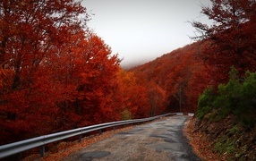 Извилистая дорога с покрытыми красными листьями деревьями на обочине