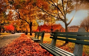 Wooden benches in autumn park