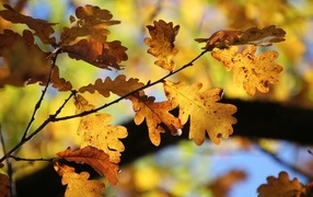 Yellow oak leaves on branches in autumn