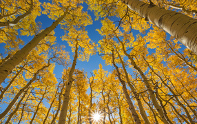 Yellow tops of birches under the blue sky in autumn