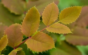 yellow autumn leaves of barberry plant