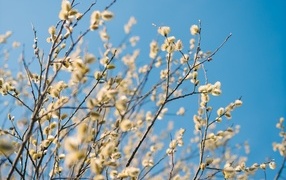 Branches of flowering willow against the blue sky in spring