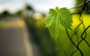 Green leaf of a plant on a fence in spring