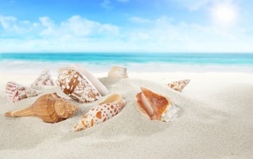 Красивые ракушки лежат на белом песке у моря