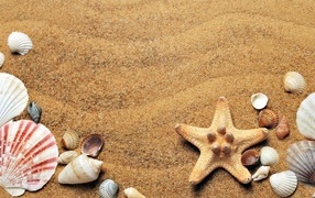 Ракушки и морская звезда на песке летом