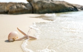 Морская звезда и ракушка на песке у моря летом
