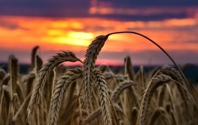 Колосья спелой пшеницы на закате солнца на поле