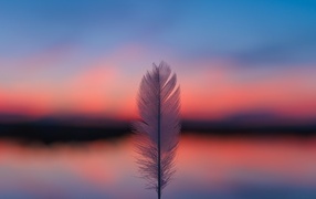 White feather against the background of the red sky at sunset