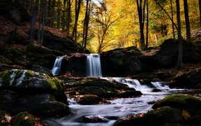 Forest waterfall flows over stones in the forest