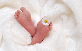 Legs of a newborn baby with chamomile flower