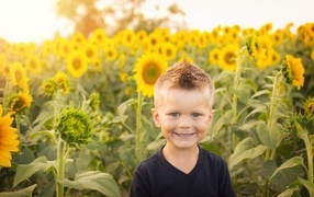Little smiling boy against the background of sunflowers