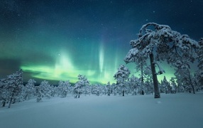Aurora over snow-covered trees