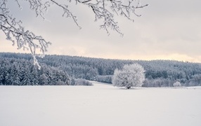 Beautiful cold snowy forest