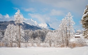 Красивые покрытые снегом деревья на фоне гор