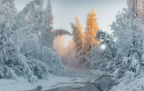 Beautiful snow-covered trees and a river in the forest