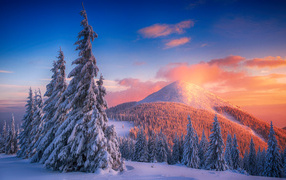 Bright sun over snow-covered fir trees in the mountains