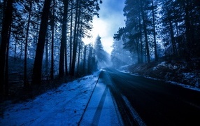 Cold snow-covered road in the forest