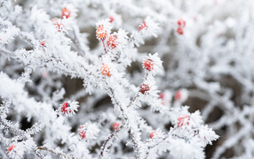 Frost-covered branch with red berries