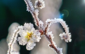 Frost crystals on a branch with a flower
