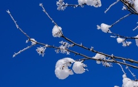 Frosted branches against the blue sky