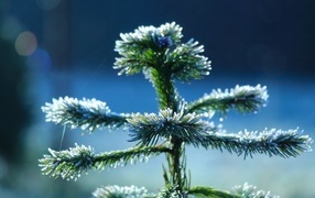 Frosted young green spruce