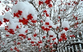 Red clusters of viburnum on the branches in the snow